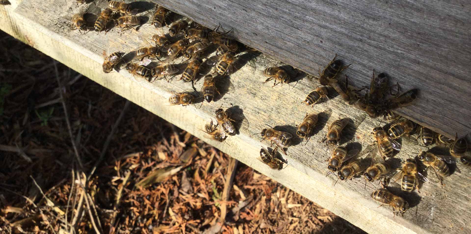 For business Fingal North Dublin Beekeepers' Association